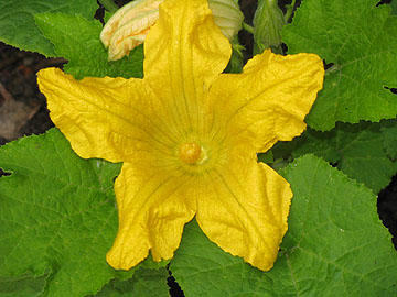 Squash flower