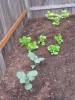 Gardening for the Soul